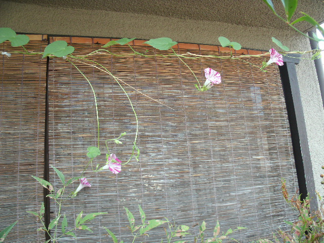 AsagaoFlowers