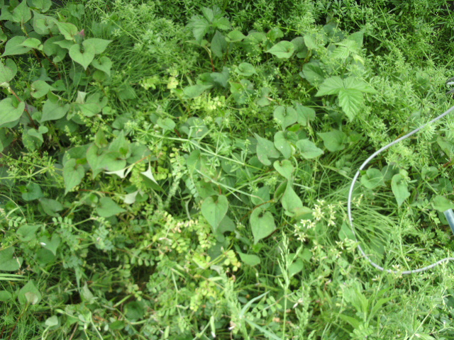 GrassMayGround