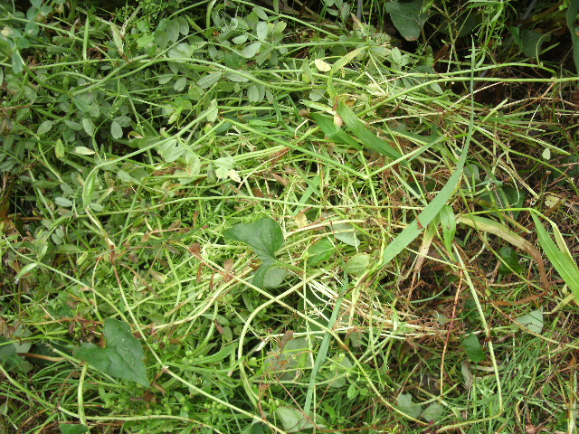 GrassMayMowHide