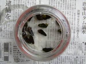 Snail