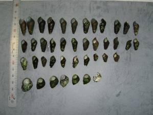 Shells